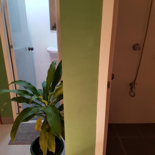 a plant in a bathroom with a green wall at Green Turtle Backpackers Guesthouse, Puerto Princesa in Puerto Princesa City