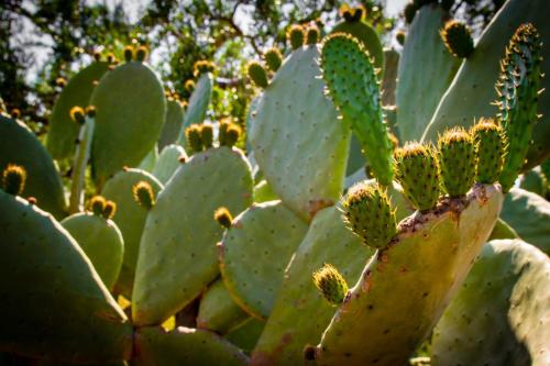 a close up of a green cactus at Villa Vanessa in Leuca