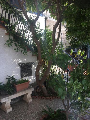 un jardín con un árbol y un banco en Holiday Home Gionny & Mary, en Taormina