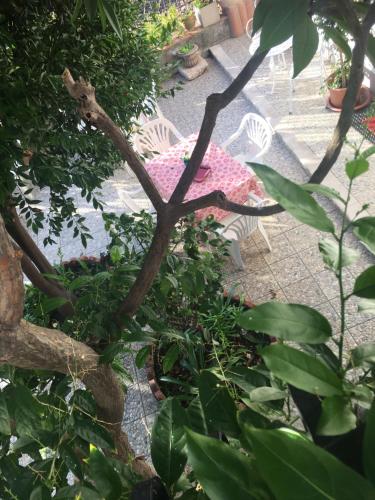 a plant with a pink dress sitting on a chair at Holiday Home Gionny & Mary in Taormina