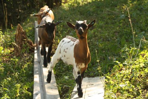 two goats walking down a path in a field at Chalupa Boskovice in Boskovice