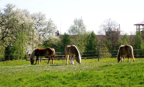three horses grazing in a field of grass at Reiterbauernhof Schönlehenhof in Mank