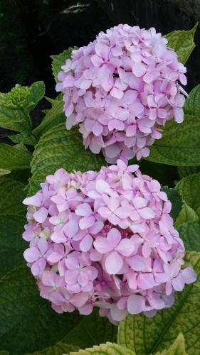 a bunch of pink flowers with green leaves at La Casa Del Grillo 1 in Aosta