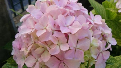 a bunch of pink hydrangeas at La Casa Del Grillo 1 in Aosta