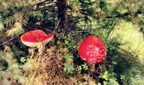 two red and white mushrooms in a forest at Casa Lia in Valea Putnei