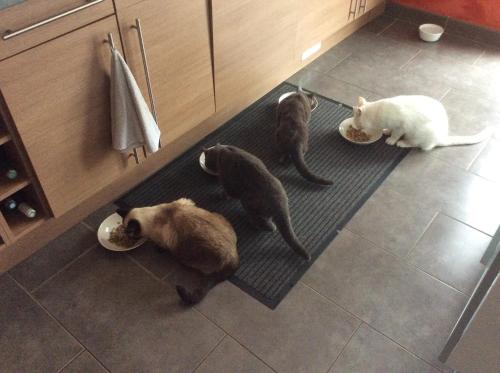 a group of four cats eating food from bowls on a kitchen floor at Le Claouraous calme in Canet