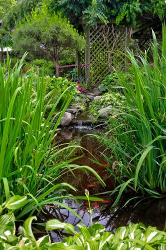 a garden with a pond and some plants at Greystone Manor Bed & Breakfast in Bird in Hand