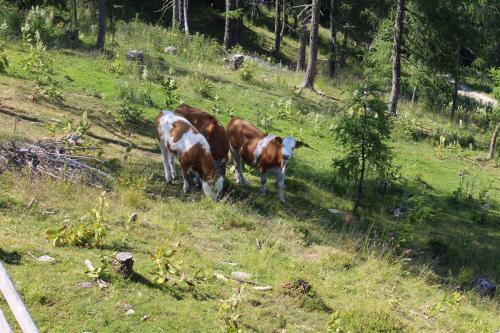 Animales en la casa vacacional o alrededores