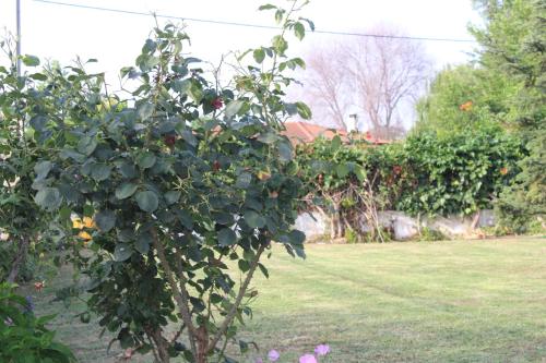 Φωτογραφία από το άλμπουμ του Village Guesthouse στην Κεραμωτή