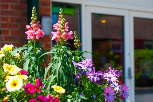 a bunch of flowers in front of a building at Stableside Hostel at York Racecourse in York