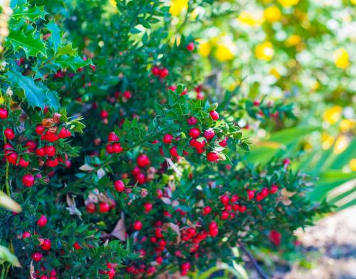 a bunch of red berries on a tree at Stableside Hostel at York Racecourse in York