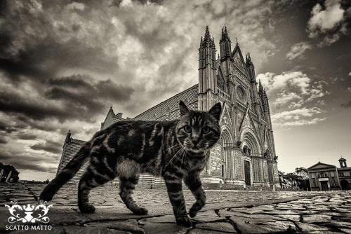 a cat walking in front of a church at Hotel Italia & Lombardi in Montefiascone