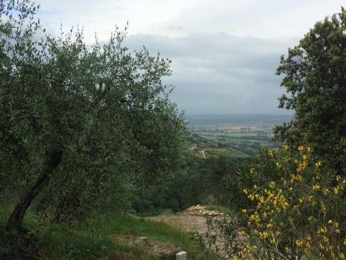 a view from a hill with trees and yellow flowers at Agriturismo Campo dei Lupi in Vicopisano