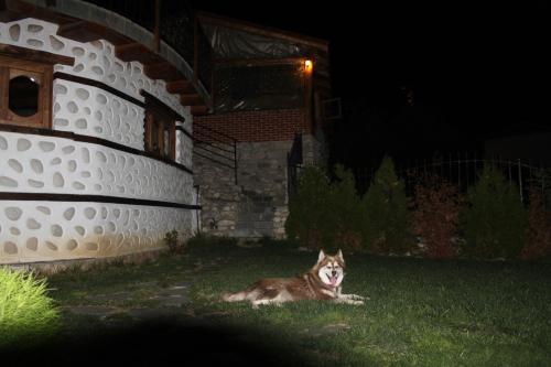 a dog laying in the grass in a yard at night at Eco Village Under the Cliffs in Ilindentsi