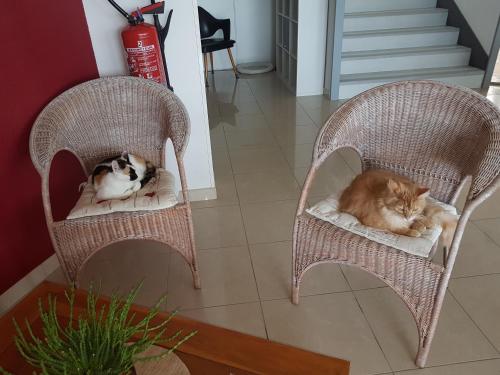 twee katten op rieten stoelen in een kamer bij Au Périgord Noir in Hautefort