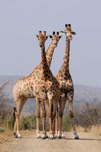 a group of four giraffes standing next to each other at John and Noleen's place in Marloth Park