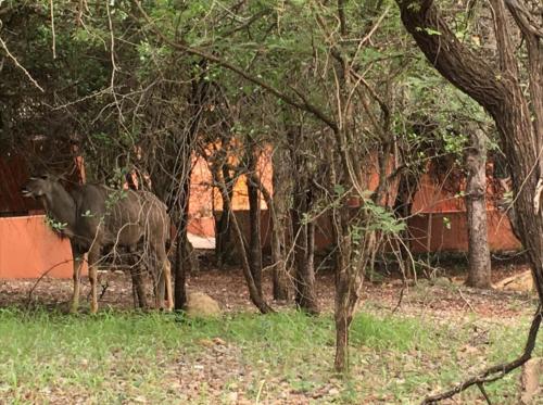 a giraffe and a cow standing next to trees at John and Noleen's place in Marloth Park