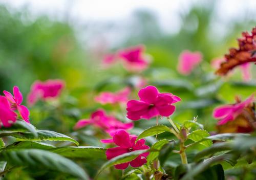 a group of pink flowers in a garden at Aunty Arenal Lodge in Fortuna