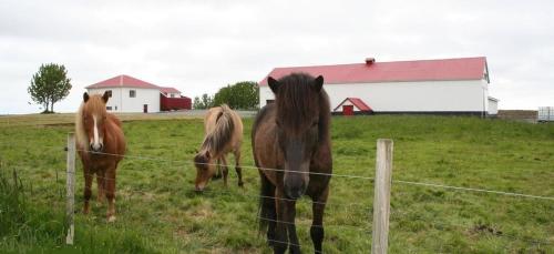 three horses standing in a field behind a fence at Byggðarhorn in Selfoss