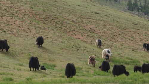 Altri animali domestici presso il campeggio o nei dintorni