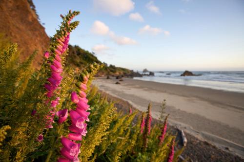 a row of pink flowers on a beach at Inn at Cannon Beach in Cannon Beach
