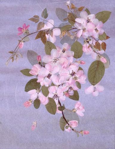 a painting of a bunch of pink flowers at Hot spring inn Snow country(yukiguni) in Tsunan