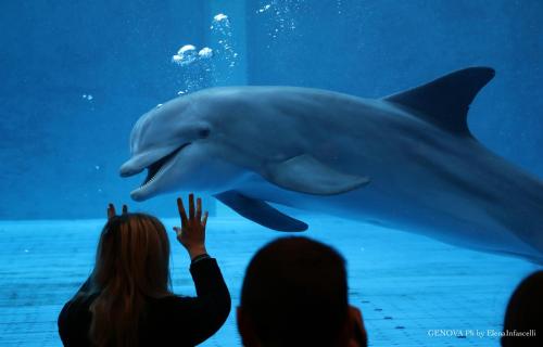 people looking at a shark in an aquarium at Stanza d'artista in Genova