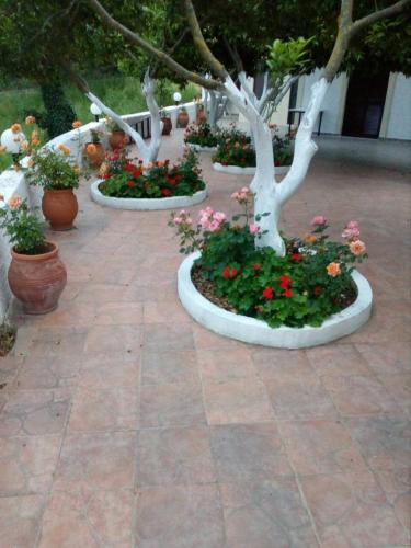 a garden of flowers and trees in a courtyard at Tsanis in Parga