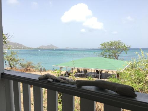 a seal laying on the railing of a balcony at Green Roof Inn in Carriacou