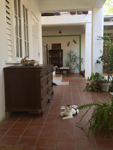 a cat laying on the floor of a patio at Green Roof Inn in Carriacou
