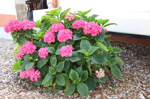 a bush of pink flowers in front of a building at Casa o Futuro in Alcobaça