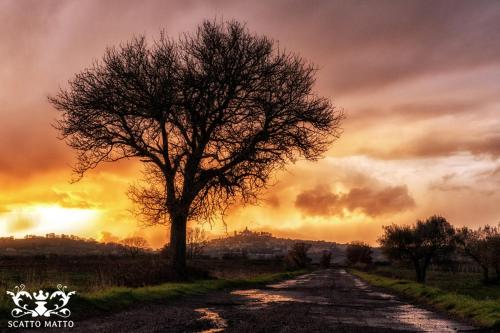 a tree on the side of a dirt road at Hotel Italia & Lombardi in Montefiascone
