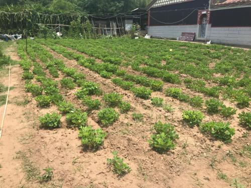 a field of green plants in the dirt at Kinmen Laoye B&B in Jinhu