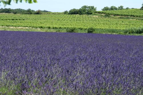 un campo de lavanda púrpura con un campo de hierba en L'Hacienda, en Marguerittes
