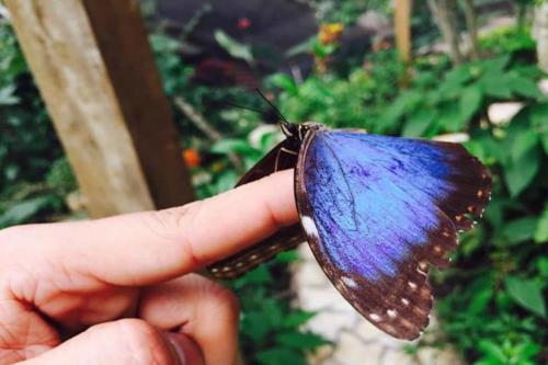 a person holding a butterfly on a finger at ApartaSol Reserva de la Colina in La Tebaida