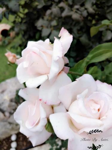a close up of a white rose bush at Dreams Apartments - Katelios,Santa Barbara beach in Katelios