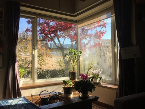 a window with potted plants on a table in a room at Guest House Chara in Hirosaki