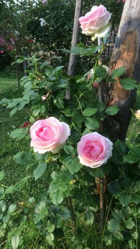 Taman di luar Podere Delle Rose