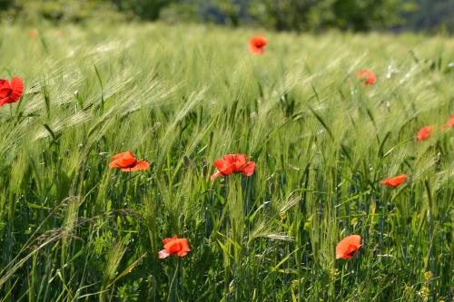 a field of red poppies in a field of grass at Apartment Istrian view in Šmarje