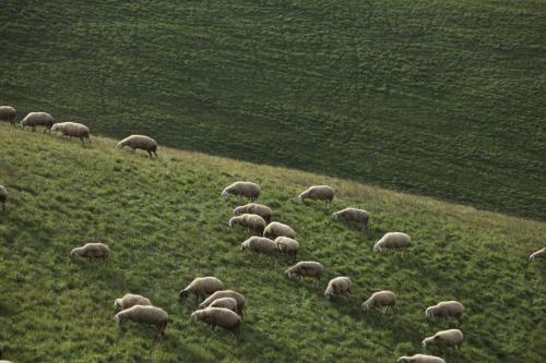 a herd of sheep grazing in a grassy field at Casa San Martino in Atri