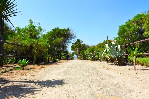 a dirt road with palm trees and a fence at Casara Seis o Casara Siete - Tu casa a 100m de la playa de Zahora in Zahora
