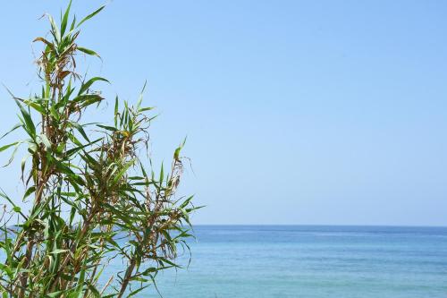 a tree on the beach with the ocean in the background at Casara Seis o Casara Siete - Tu casa a 100m de la playa de Zahora in Zahora