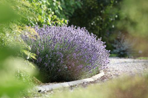 a purple plant in the middle of a garden at La Maison du Passage - Chambres - Suites premium, Spa, Piscine et Restaurant in Martignargues