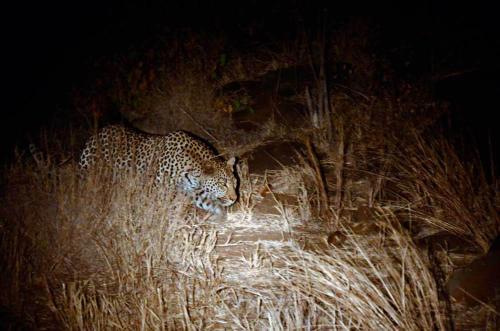a leopard walking through the tall grass at night at Tingala Lodge - Bed in the Bush in Phalaborwa