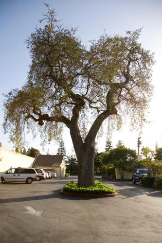 a tree in the middle of a parking lot at The Cottages Hotel in Menlo Park