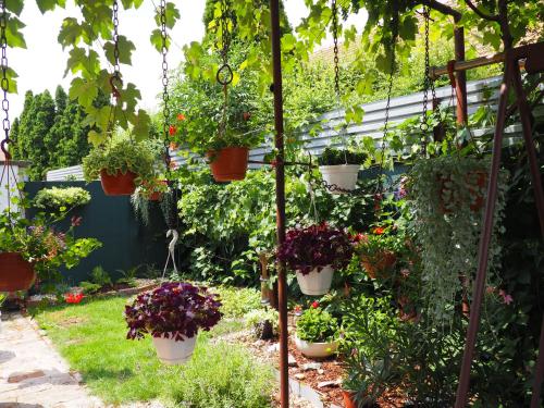 a garden with potted plants hanging from a pergola at Penzion Pohoda in Lednice