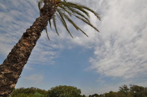 a palm tree with a cloudy sky in the background at Airhostel Barcelona Airport 24h in El Prat de Llobregat