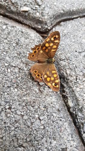 a brown butterfly sitting on a rock at İlkiz Beach Hotel in Oludeniz