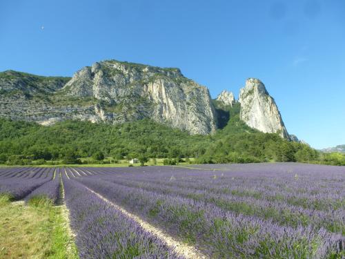 a field of lavender with mountains in the background at tempepailla in Roynac