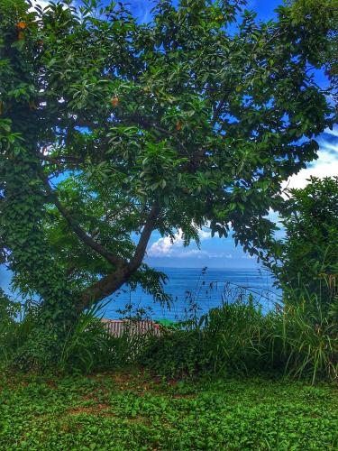 a tree with the ocean in the background at Старый дом! in Chakvi